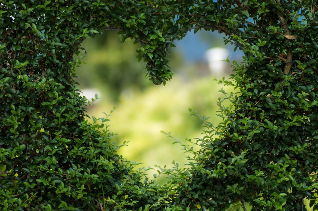 heart shaped environment tree bush 